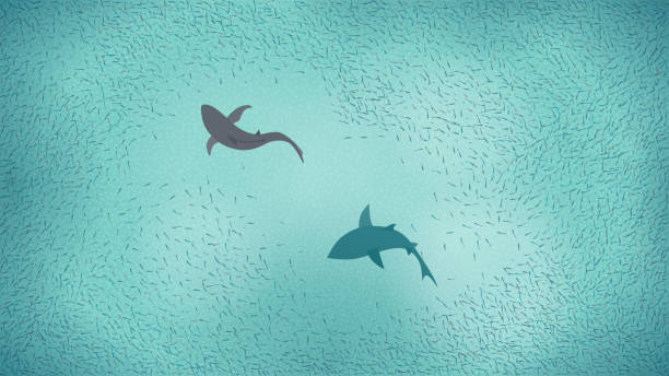 haie in einem fischschwarm - fischschwarm stock-grafiken, -clipart, -cartoons und -symbole