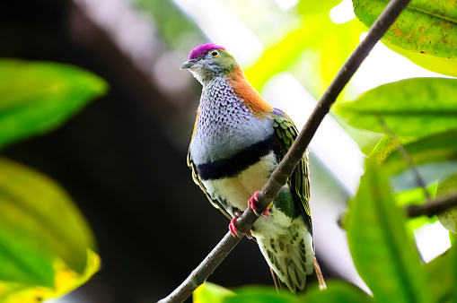 Beautiful Fruit dove or Crimson-crowned Fruit Dove (Ptilinopus porphyraceus), also known as the Purple-capped Fruit Dove.