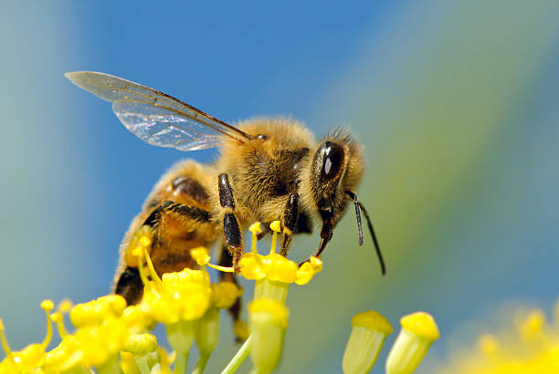 A Macro Shot of a Bee on a Group of Yellow Flowers