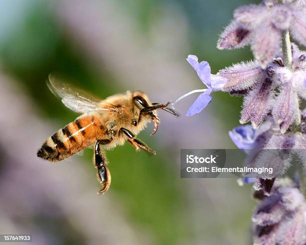 Macro Di Miele Ape Vola Api - Fotografie stock e altre immagini di Ape