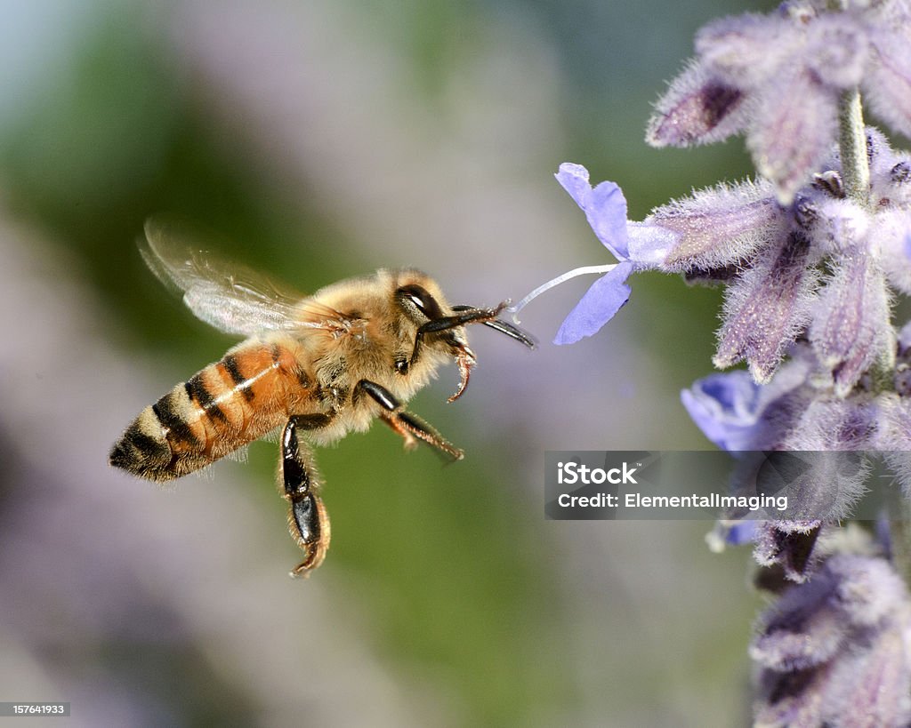 Macro voando mel (Apis mellifera abelha pousando em flores roxas) - Foto de stock de Abelha royalty-free