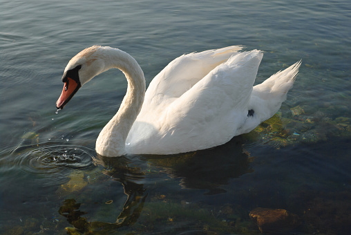 Mute swan (Cygnus olor), swan bird swims in the lake in the rays of the setting sun