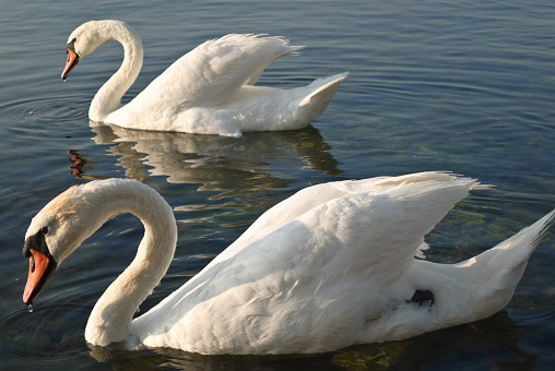 Swans at the Black Sea