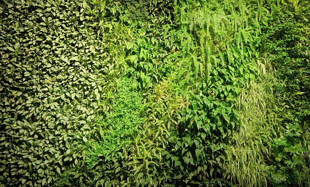 grüne wand biowall, pflanzen - wandbegrünung stock-fotos und bilder