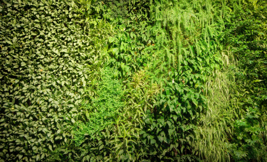 Green Wall aka BioWall or Living Wall is a wall covered with living plants.