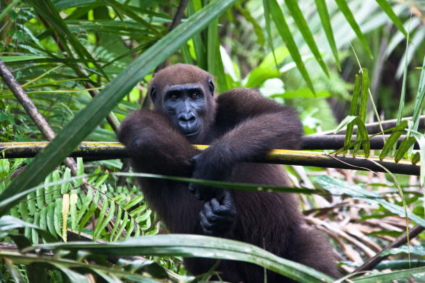 A rare and critically endangered baby Mountain Gorilla (Gorilla gorilla beringei) playing in the trees in her natural environment in the forests of Rwanda.