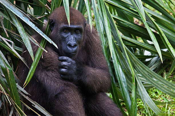 Mountain gorilla from the Susa group eating.