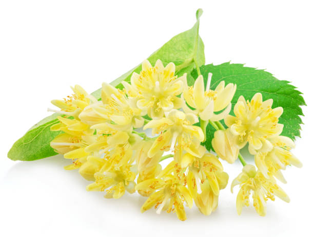 istock Linden flowers or lime tree flowers isolated on white background. 1576421691