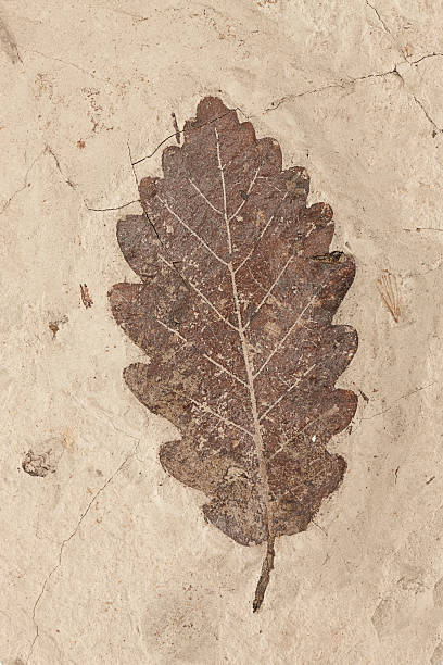 petrification de una hoja - fossil leaves fotografías e imágenes de stock