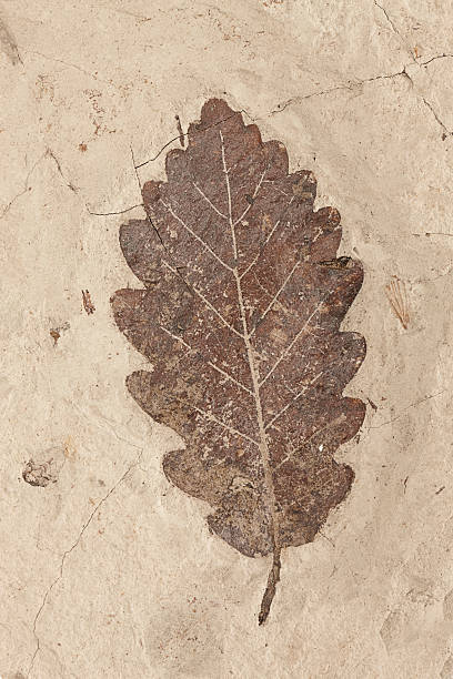 petrification в виде листьев - fossil leaves стоковые фото и изображения