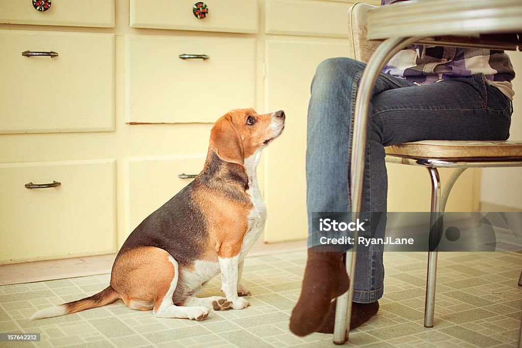 Mendicité Beagle à la Table de salle à manger - Photo de Chien libre de droits