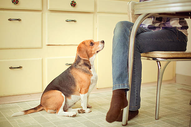 ビーグル犬あなたのディナーテーブル - dog overweight pleading begging ストックフォトと画像