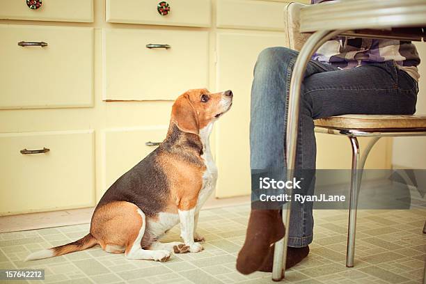 ビーグル犬あなたのディナーテーブル - 犬のストックフォトや画像を多数ご用意 - 犬, 懇願する, 過体重