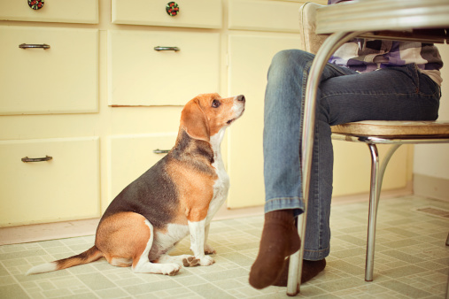 A cute young female hound dog sits at her owners feet at the dinner table, giving a longing look while waiting for a scrap of food to drop.  Horizontal with copy space.