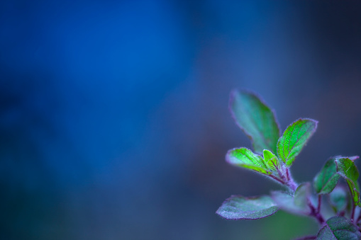 Holy Basil Or Called Tulasi In India Against Blue Background Stock Photo - Download Image Now - iStock Holy Basil Or Called Tulasi In India Against Blue Background Stock Photo - Download Image Now - iStock