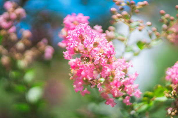 Lagerstroemia indica