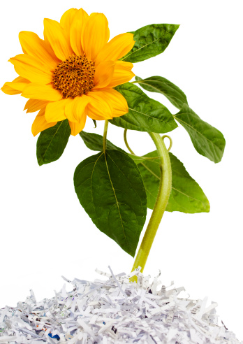 sunflower growing in recycled shredded paper