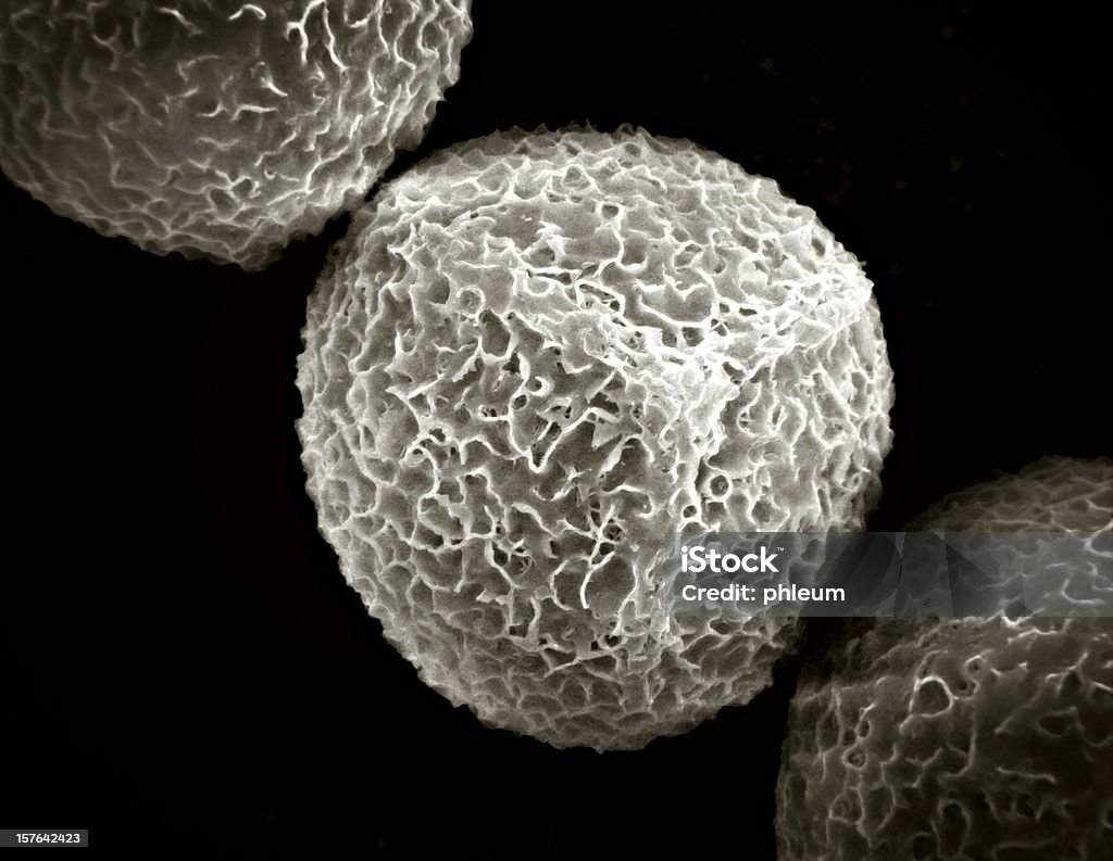 Pollen grain - Lizenzfrei Elektronenmikroskop Stock-Foto