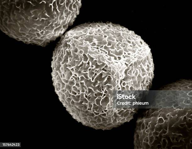 Pollen Grain Stockfoto und mehr Bilder von Elektronenmikroskop - Elektronenmikroskop, Pollen, Bestäubung
