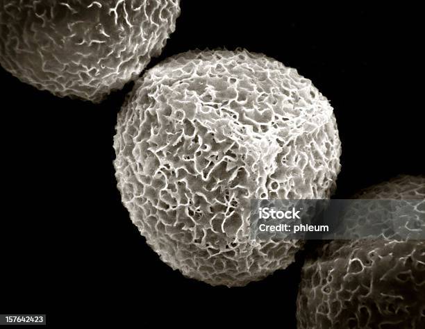 Grão De Pólen - Fotografias de stock e mais imagens de Microscópio Eletrónico - Microscópio Eletrónico, Pólen, Esfera