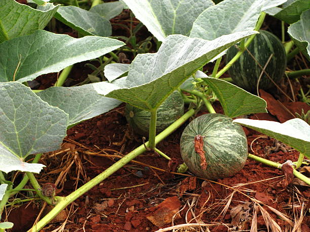 Gourd Plant Vegetable Pumpkin