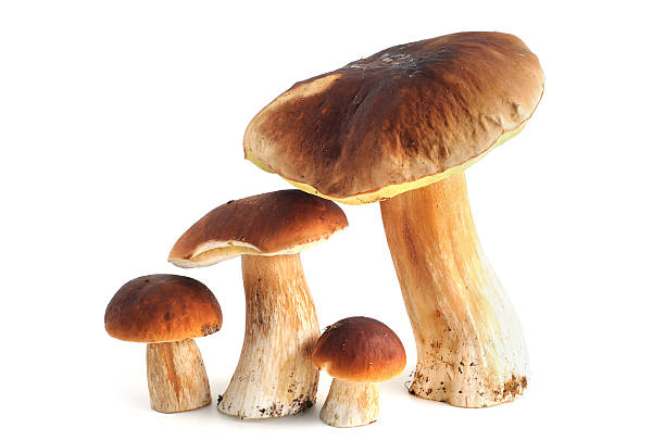 steinpilz (boletus edulis)-fungo porcino - porcini mushroom foto e immagini stock