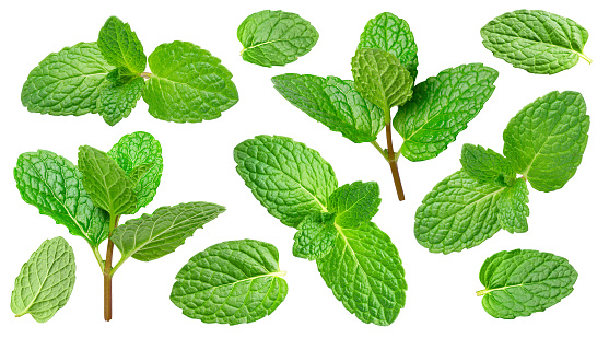 Collection of peppermint leaves and top of peppermint plant on white background. File contains clipping paths.