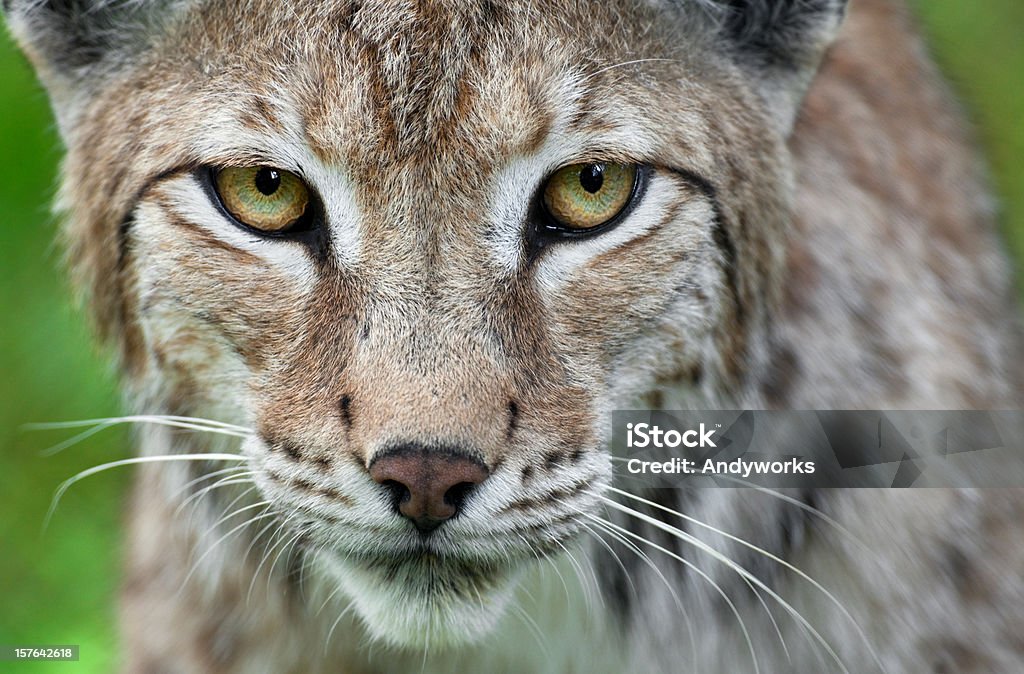 Lynx Nahaufnahme - Lizenzfrei Rotluchs Stock-Foto