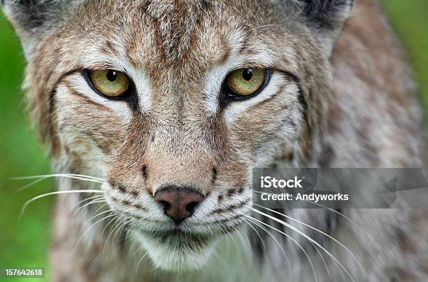 Lynx Nahaufnahme Stockfoto und mehr Bilder von Rotluchs - Rotluchs, Luchs, Tierkopf