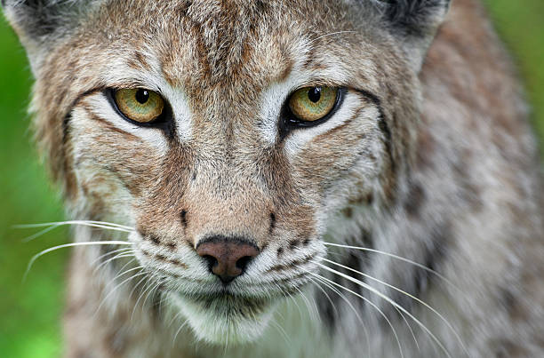 Lynx Close Up Close up of a beautiful lynx. wildcat face stock pictures, royalty-free photos & images