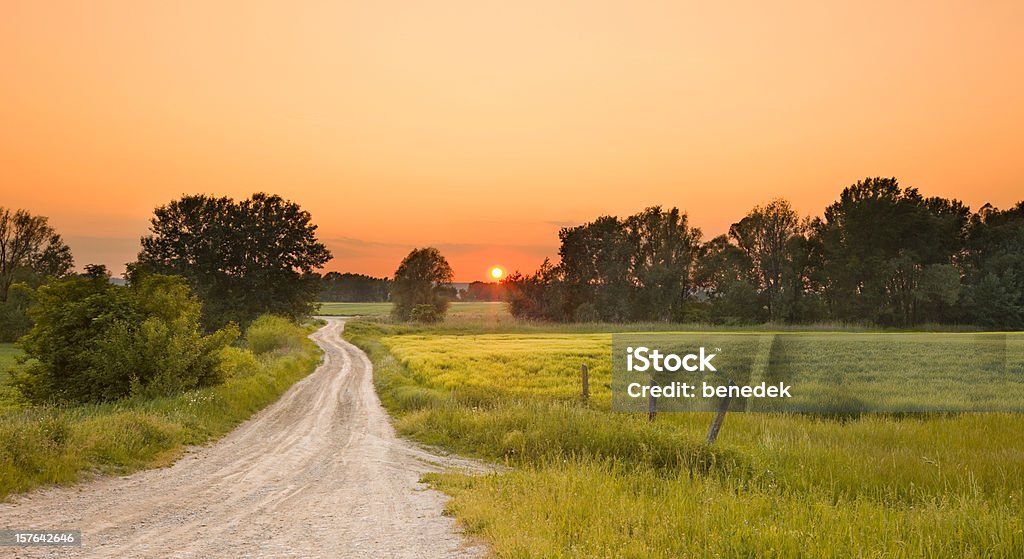 Strada che conduce attraverso il campo di grano al tramonto - Foto stock royalty-free di Agricoltura