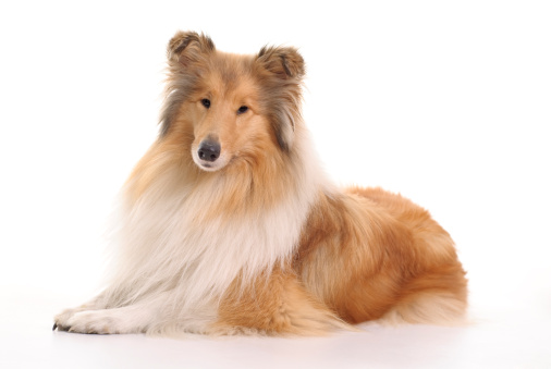portrait of a rough collie isolate on black background