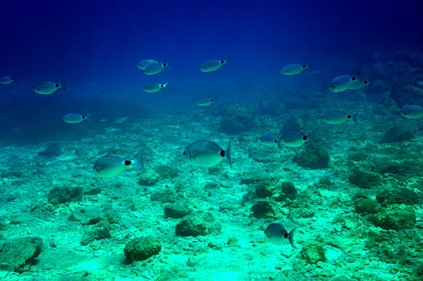 Mediterranean Sea Underwater stock photo