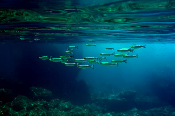 Mediterranean Sea Underwater stock photo