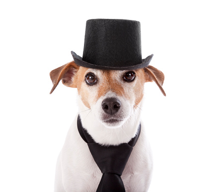 Head shot photograph of a cute purebred Jack Russell Terrier wearing a black top hat and tie against a white background; dog is looking squarely at camera; copy space 