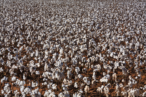cotton field ready to be harvested