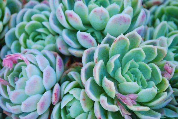 istock Close-up of colorful Hens and Chicks Succulent 157642964