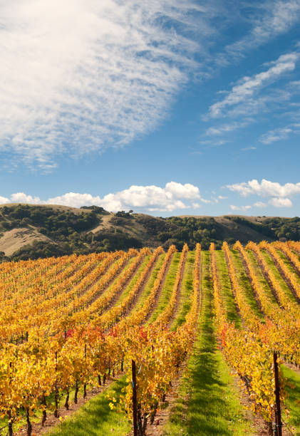 vale de sonoma estabelecimento vinícola vines - napa valley vineyard autumn california imagens e fotografias de stock