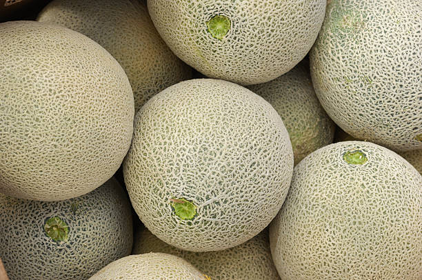 close -up of cantaloupes に配送 - cantaloupe ストックフォトと画像