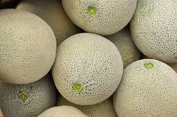 Box of cantaloupes packed in a carton ready for shipping to market.