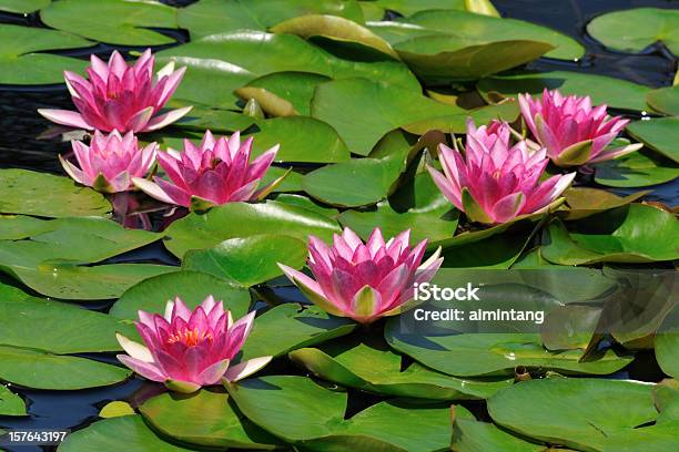 Waterlilies - Fotografias de stock e mais imagens de Ao Ar Livre - Ao Ar Livre, Cor de rosa, Flor