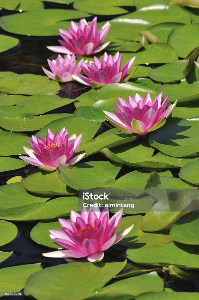 Waterlilies - Lizenzfrei Blume Stock-Foto