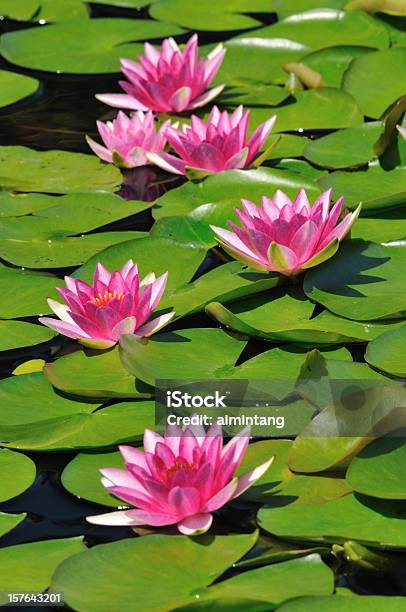 Waterlilies - Fotografias de stock e mais imagens de Ao Ar Livre - Ao Ar Livre, Cor de rosa, Flor