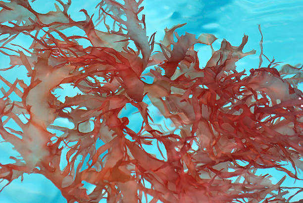 Red seaweed floating in crystal clear water.