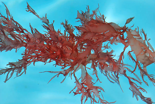 Red Leaf Seaweed Blooms Floating Clear Water Full Frame Background