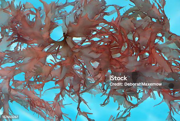Rosso Foglia Di Alghe Fiori Galleggianti Sfondo Trasparente Full Frame - Fotografie stock e altre immagini di Alga rossa - Alga marina