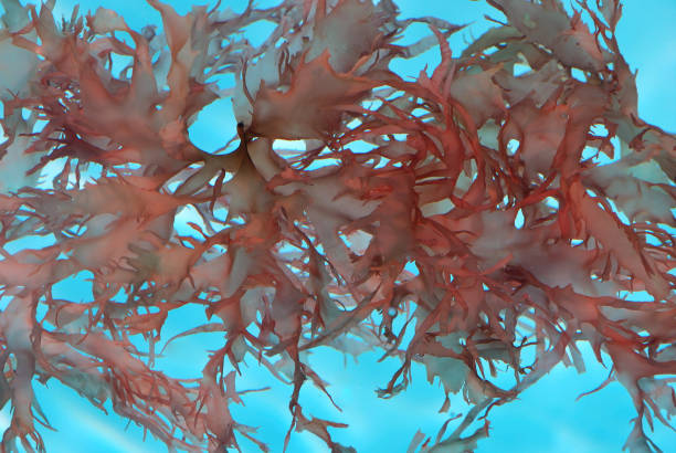 istock Red Leaf Seaweed Blooms Floating Clear Water Full Frame Background 157643267