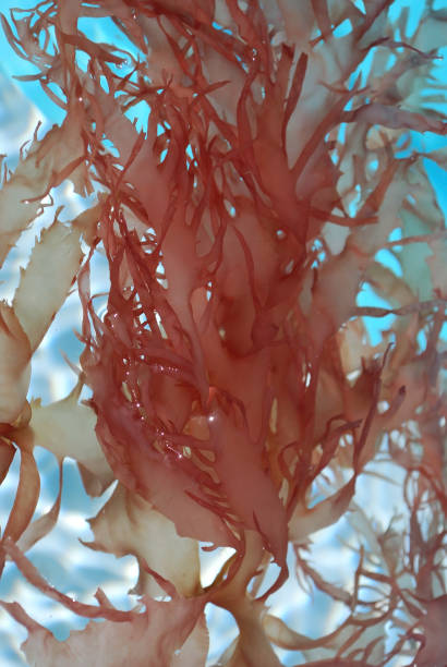 istock Red Leaf Seaweed Blooms Floating Clear Water Full Frame Background 157643269