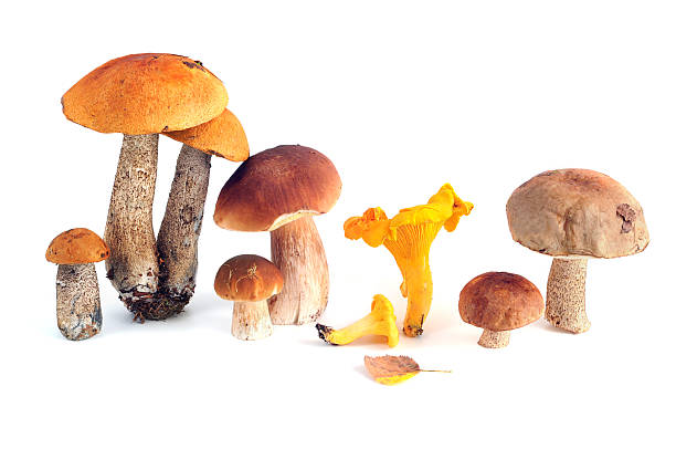 comestíveis-cogumelo porcini cogumelos e muito mais - chanterelle golden chanterelle edible mushroom mushroom imagens e fotografias de stock