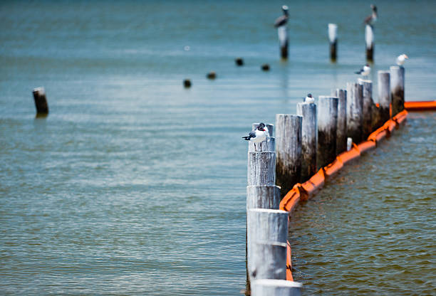 Birds on stilts with an oil protection boom deployed along them at Dauphin Island, Alabama to protect against the BP Deep Water Horizon oil spill.